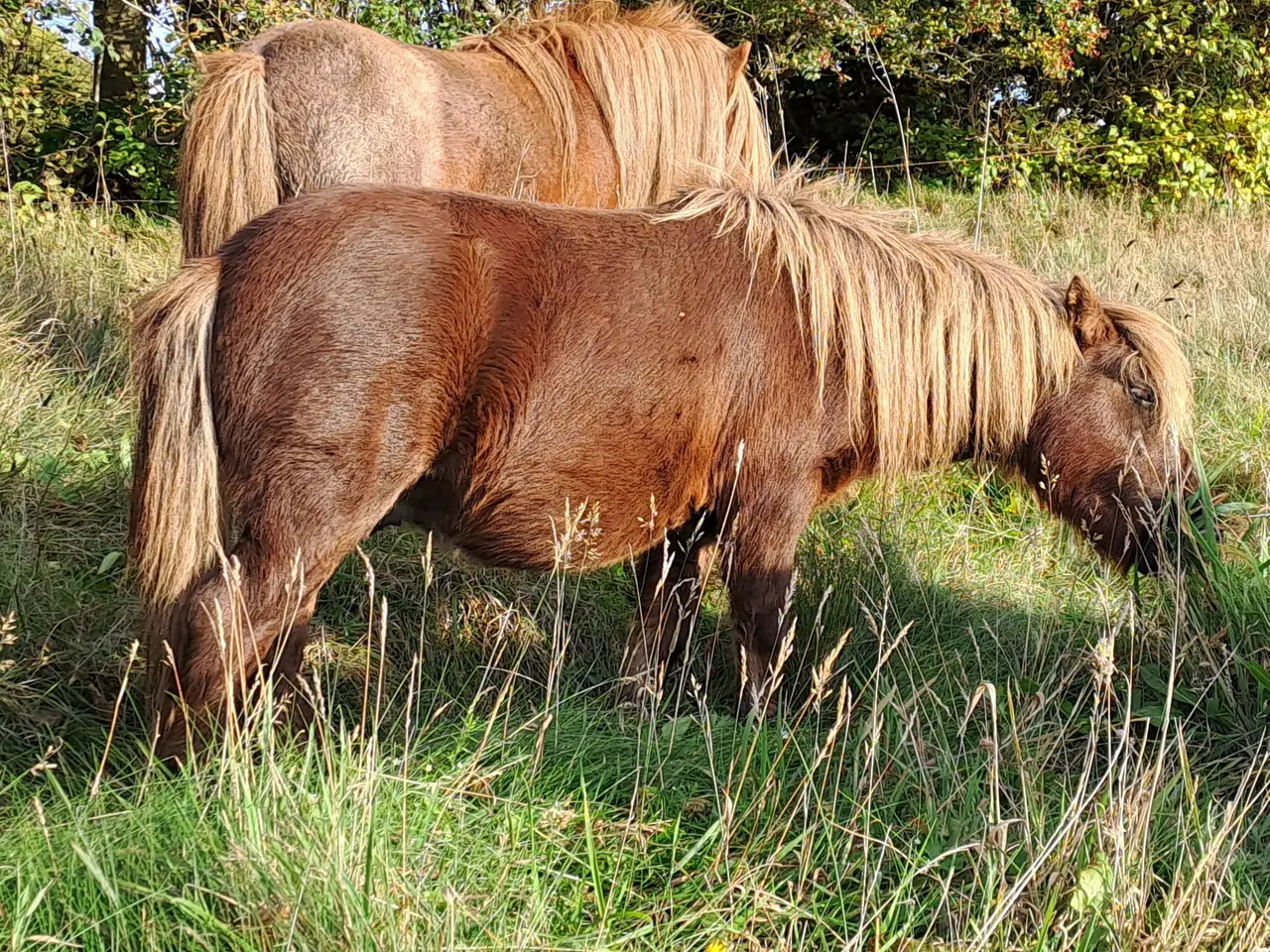 Billede 1 - Shetlandspony 3-års hingsteplage. 
