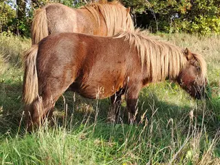 Shetlandspony 3-års hingsteplage.