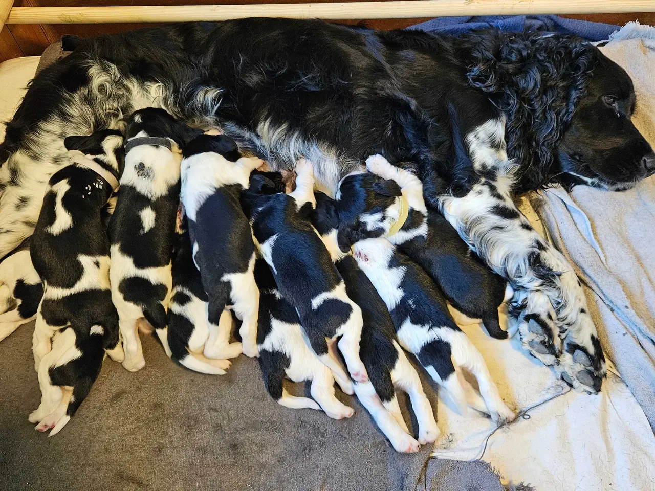 Billede 2 - Engelsk springer spaniel ikke ft