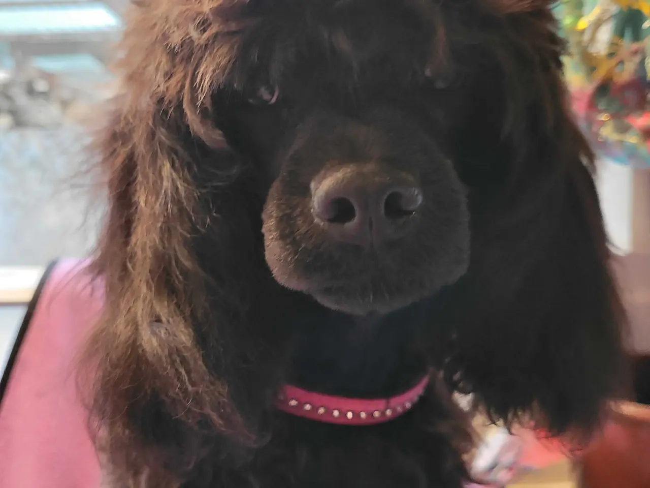 Billede 6 - Fantastisk Cavapoo pige