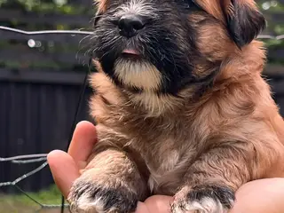 Bichon Havanais/Lhasa Apso