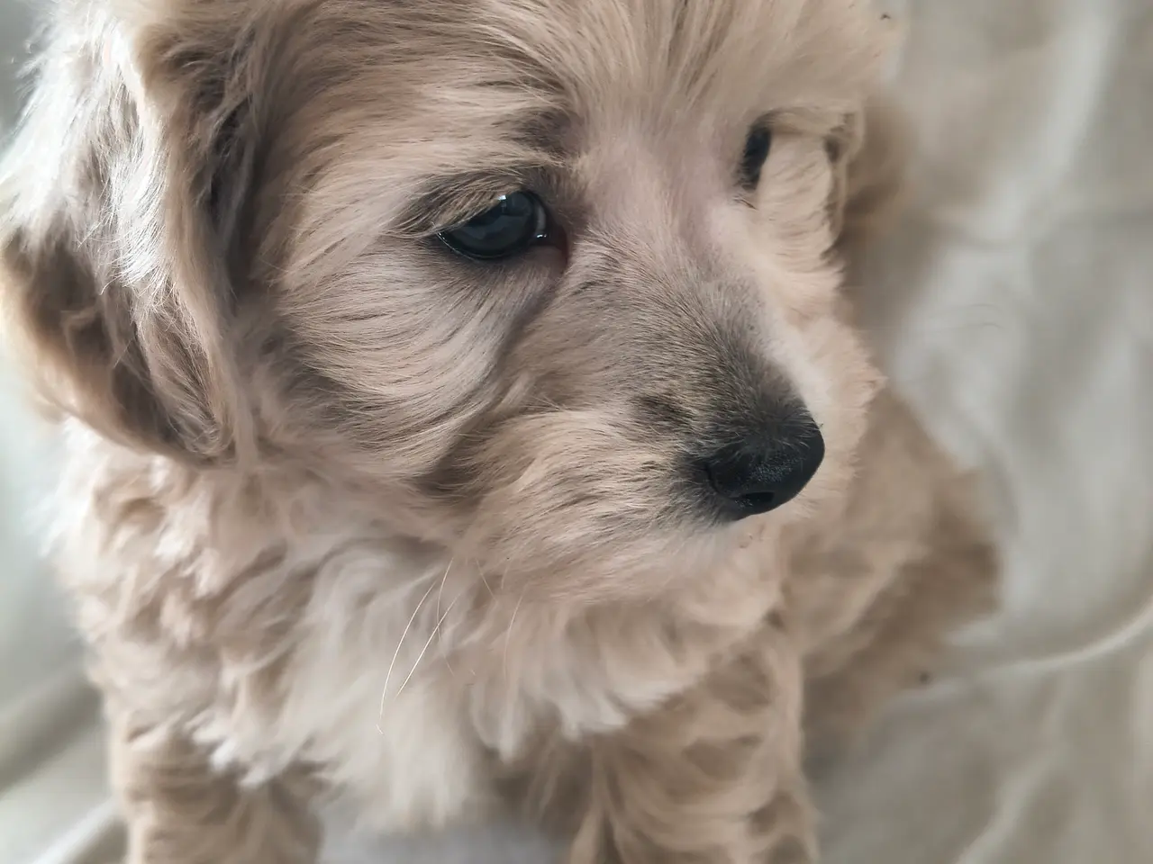 Billede 10 - Maltipoo hvalpe