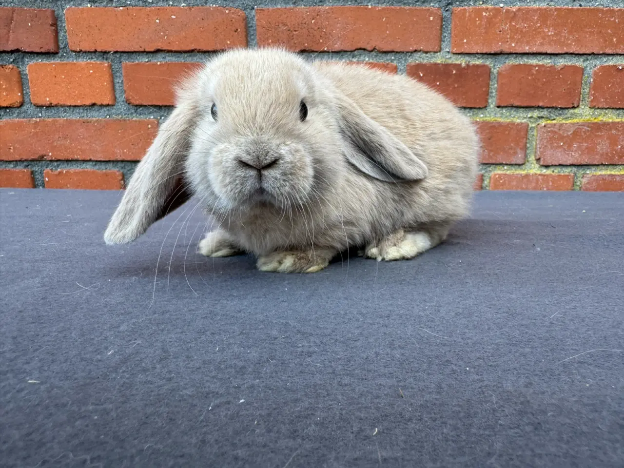 Billede 5 - Mini lop hankanin