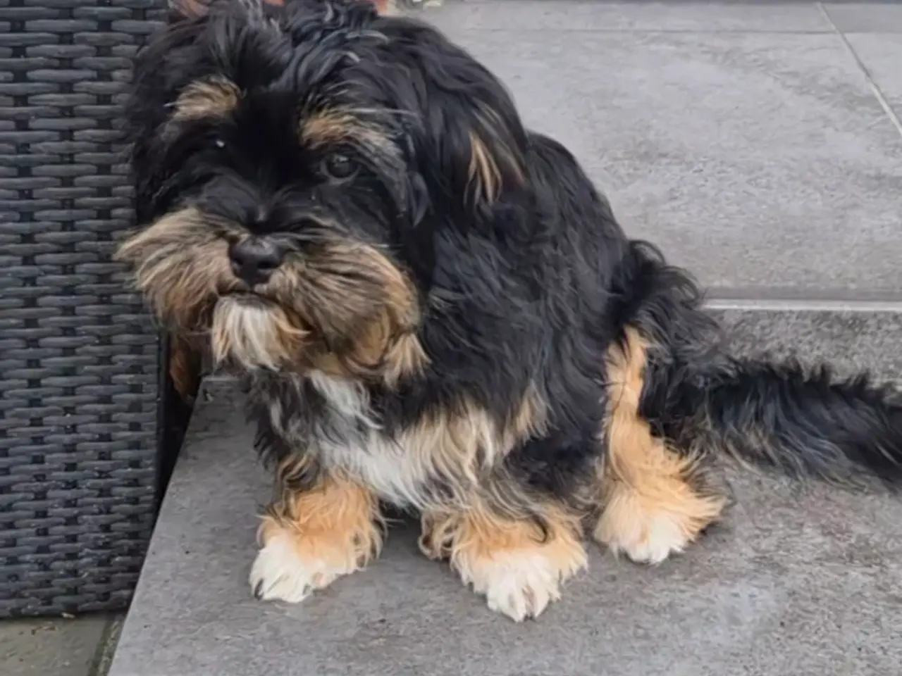 Billede 14 - Shih Tzu/ bichon havanais