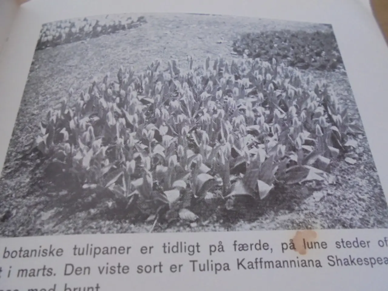 Billede 4 - Havens løgblomster - Udg. Fra 1966
