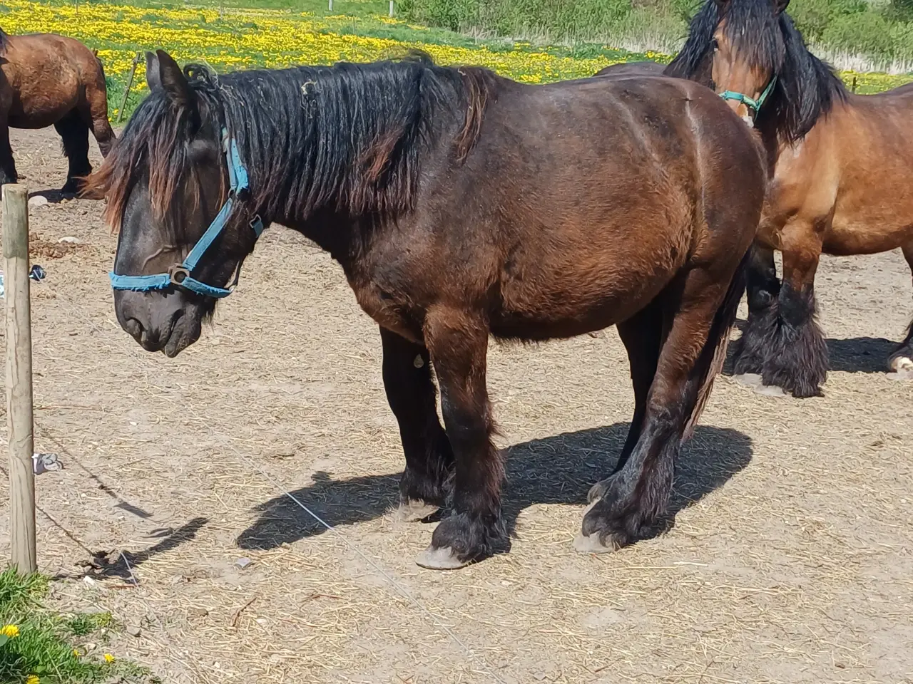 Billede 16 - 2årig Jyskhest hingst sælges
