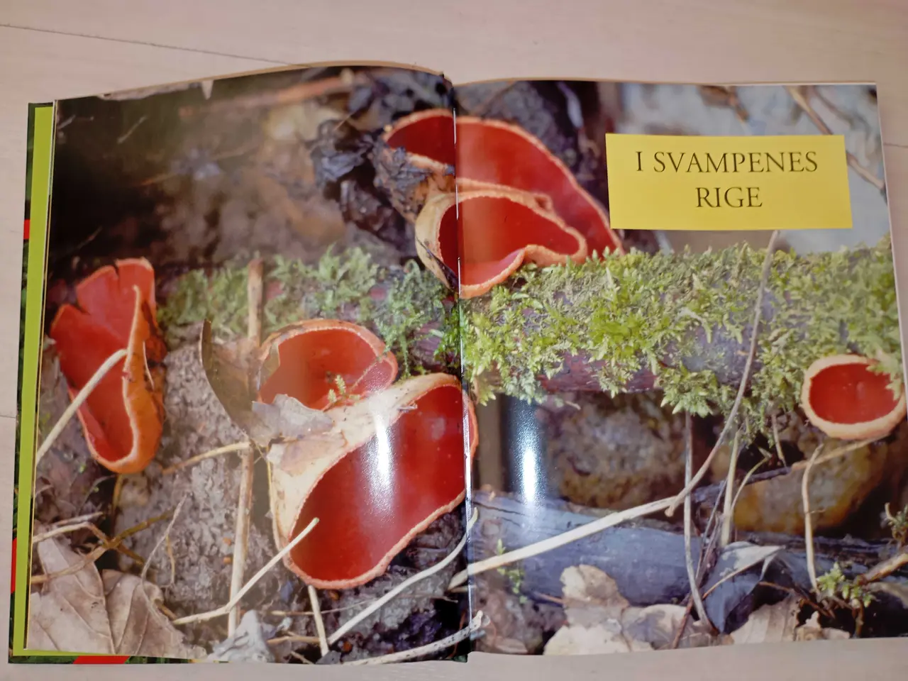 Billede 4 - Svampe - bestemmelse og indsamling 
