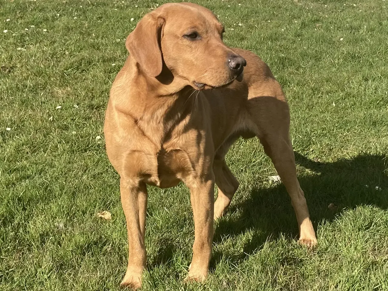 Billede 3 - Fox red labrador
