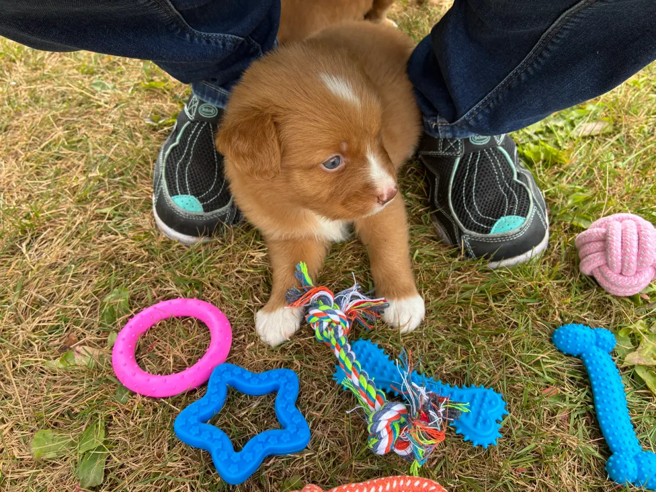 Billede 1 - Nova Scotia Duck Tolling Retriever hvalpe