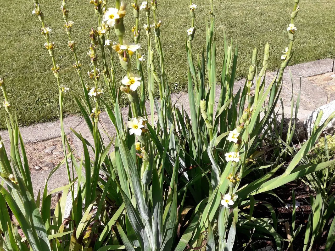 Billede 2 - Iris