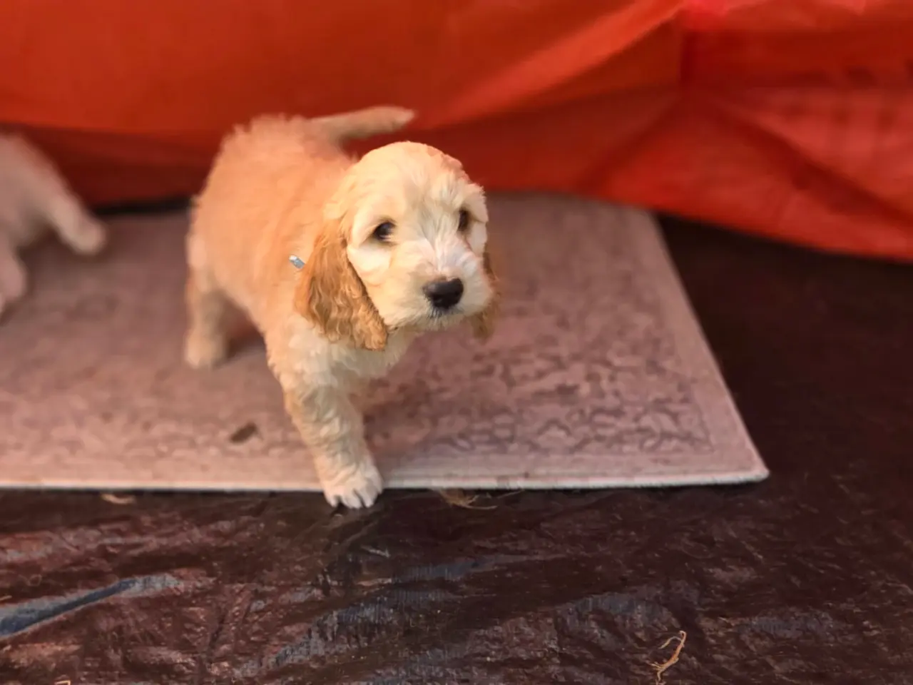 Billede 10 - Cockerpoo ( 75% Cocker Spaniel 25% Puddel)