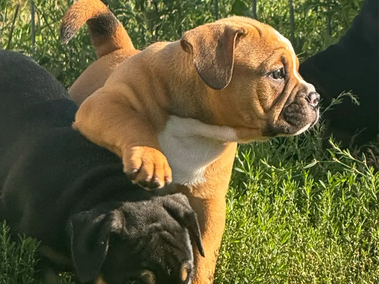 Billede 2 - Mini Bull Hvalp m/stamtavle