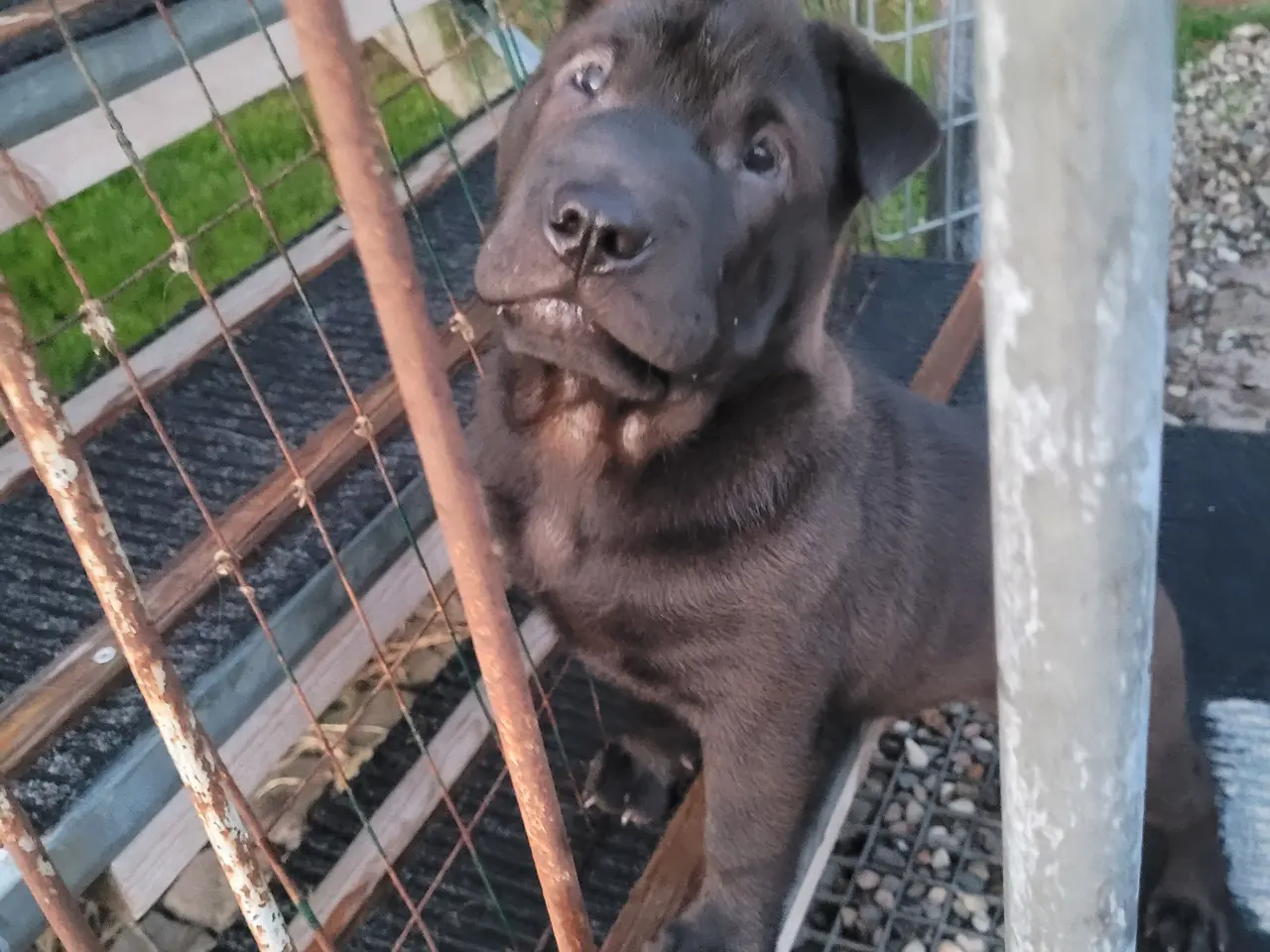 Billede 3 - Shar pei hvalp