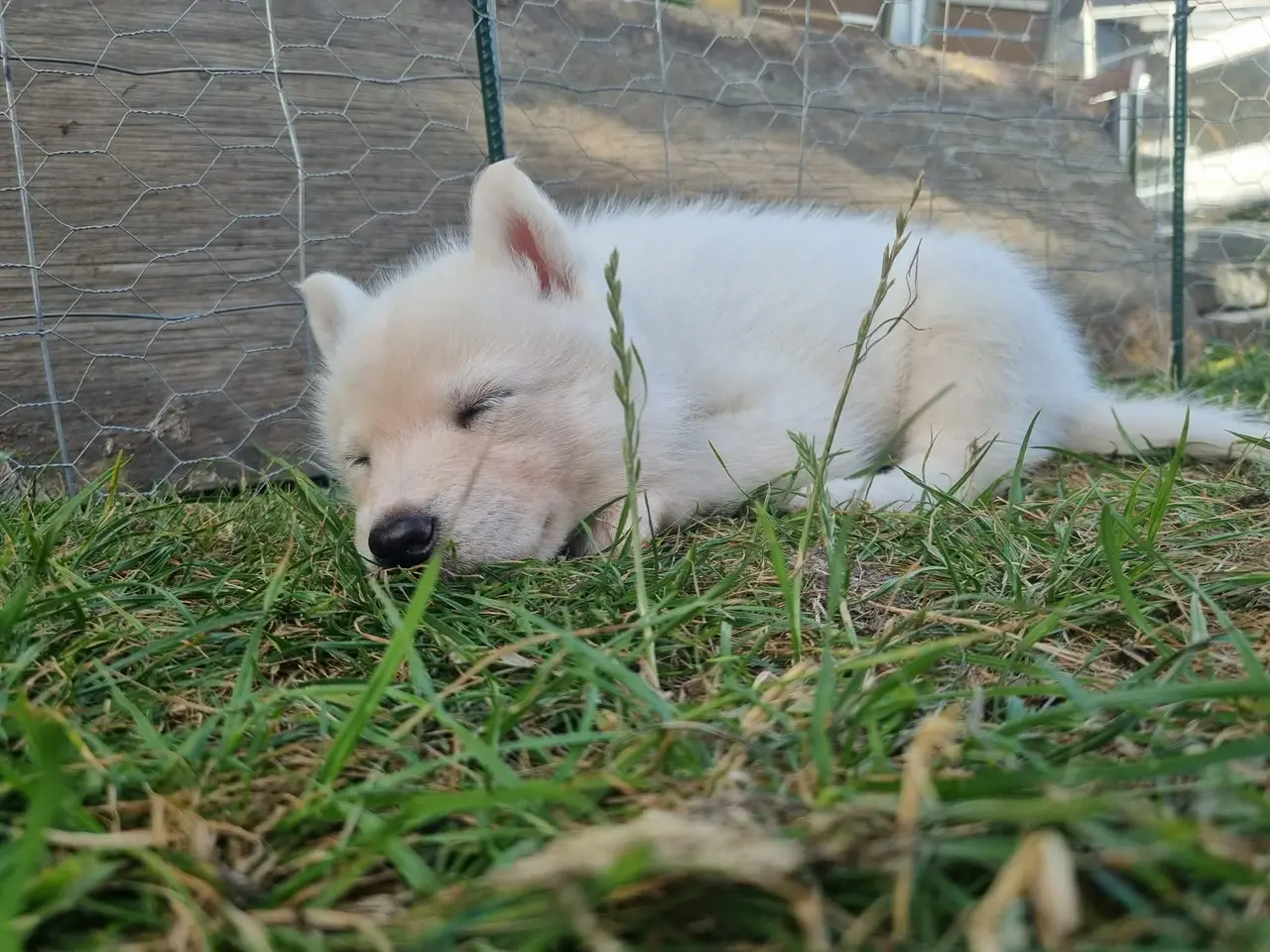 Billede 20 - Siberian husky og samojede hvalpe sælges