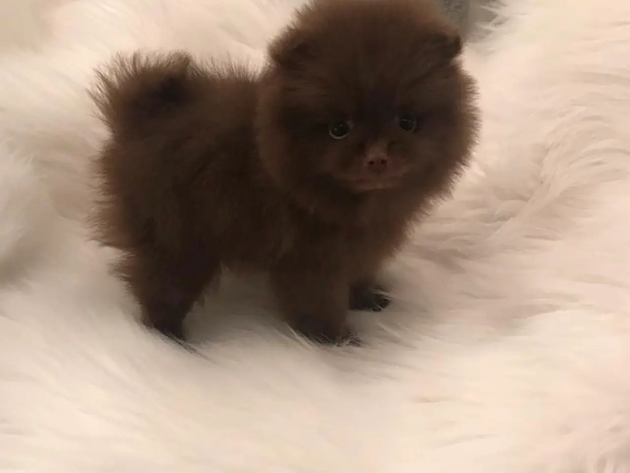 Billede 2 - SØGER POMERANIAN
