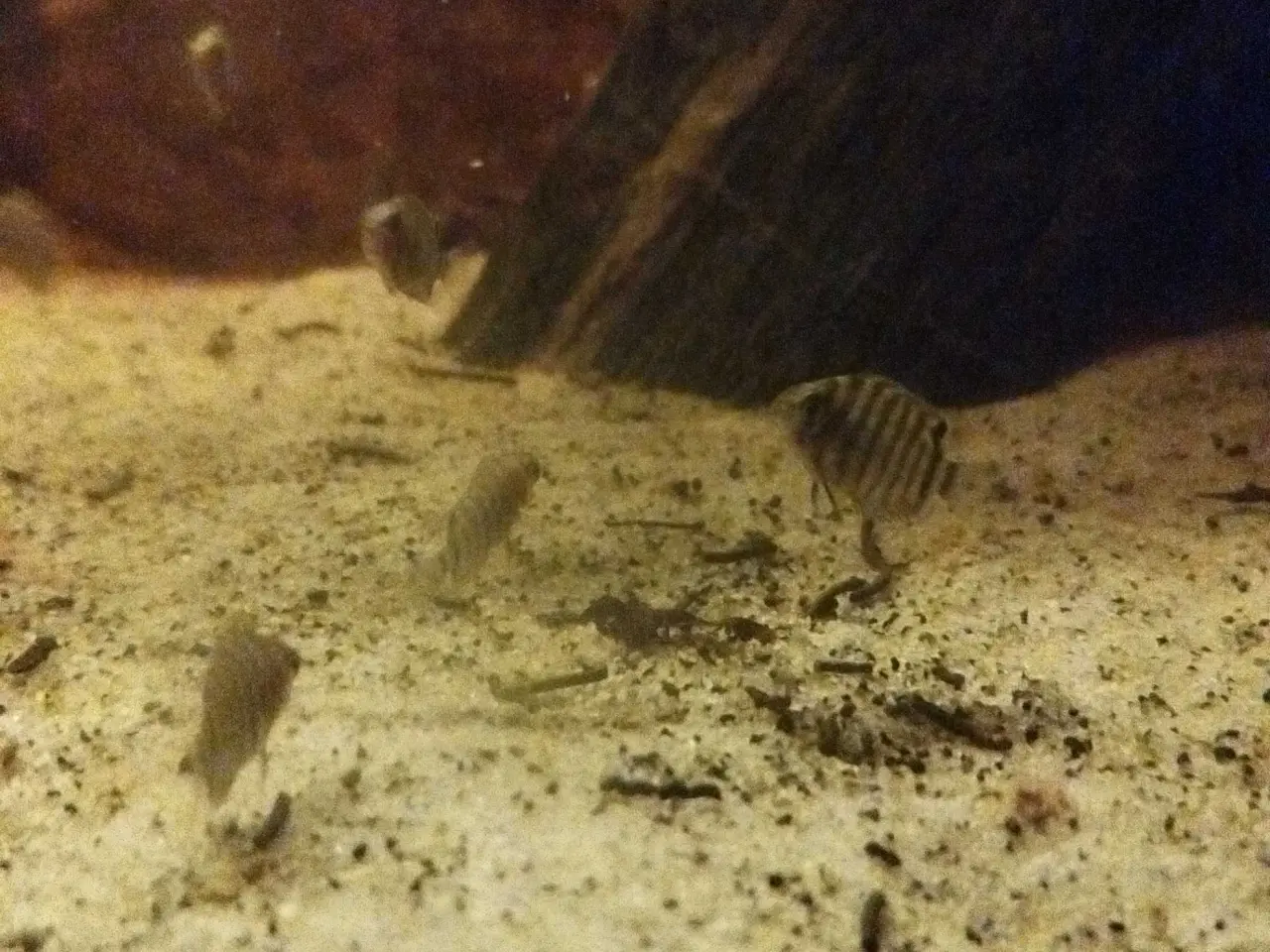 Billede 3 - green severum unger
