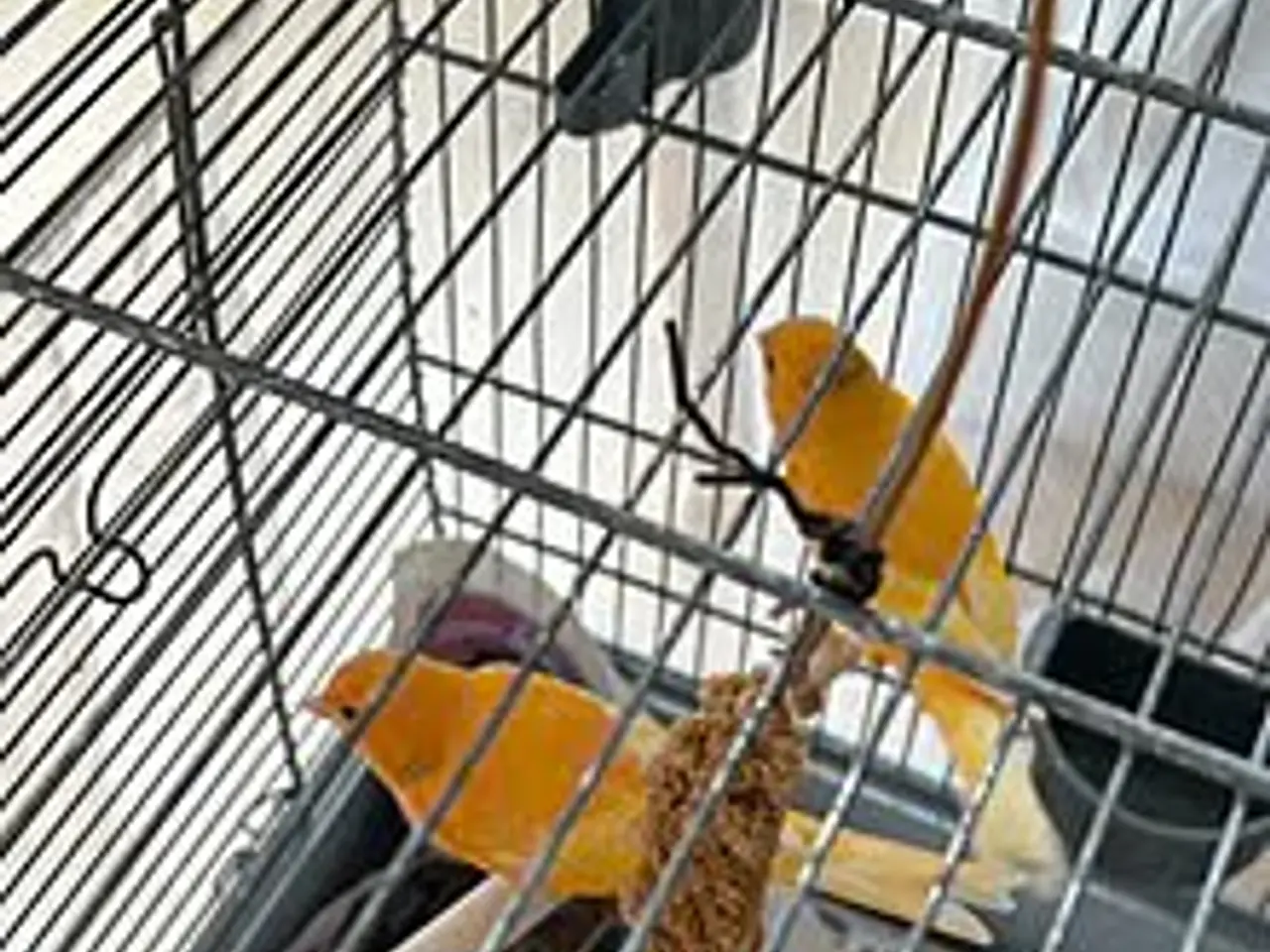Billede 3 - Orange kanariefugle med/og bur