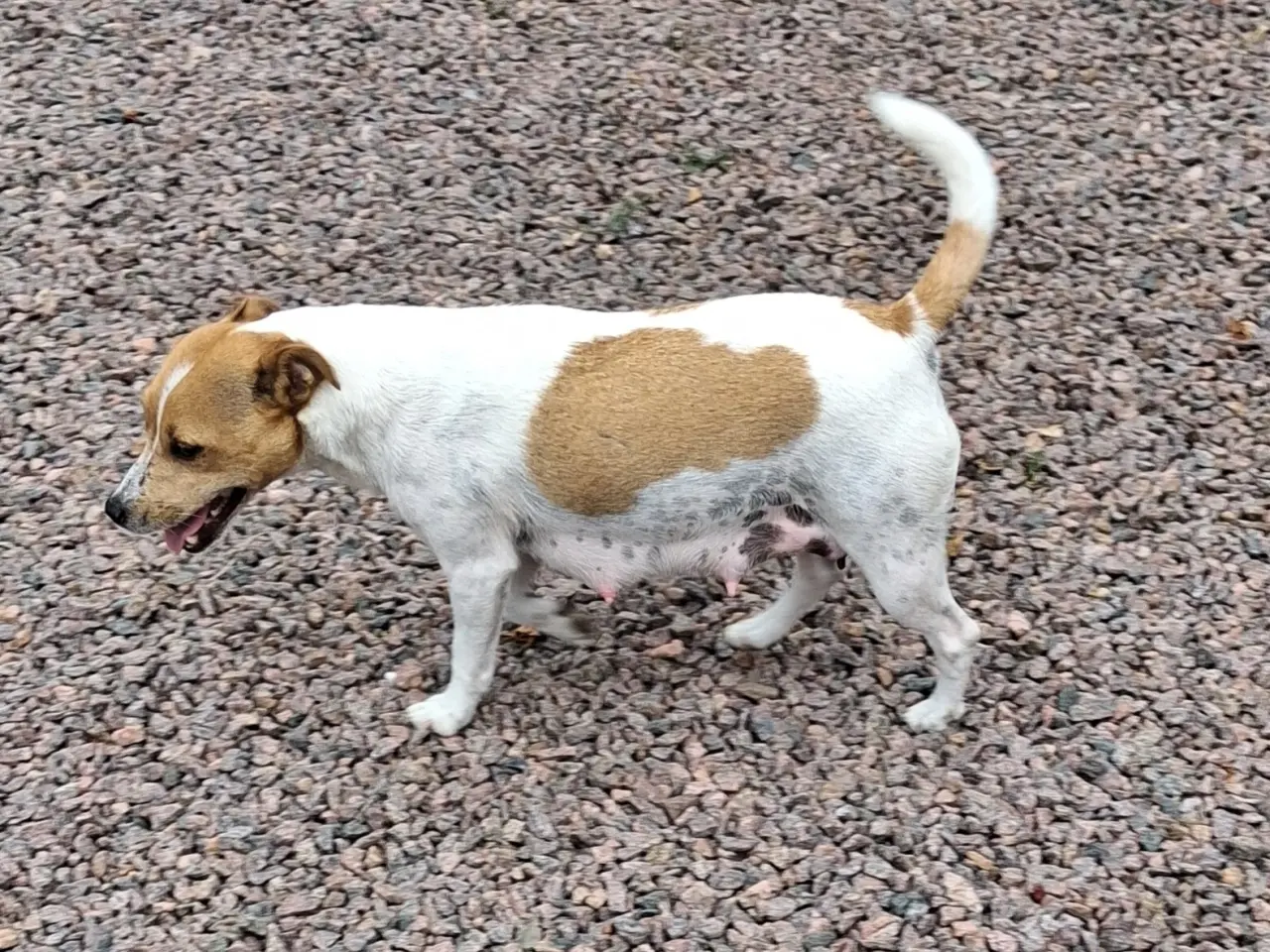 Billede 10 - Korthåret Jack Russel terrier.