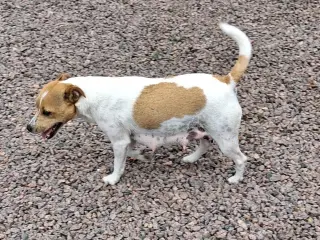 Korthåret Jack Russel terrier.