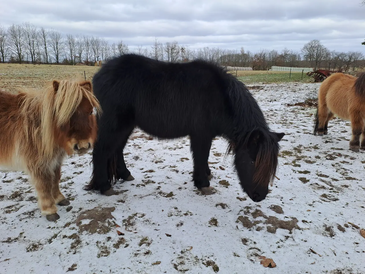 Billede 5 - Shetlandspony 2-års hingsteplage. 