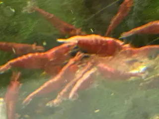 🦐🍒 Flotte Røde kirsebærrejer – Viby J