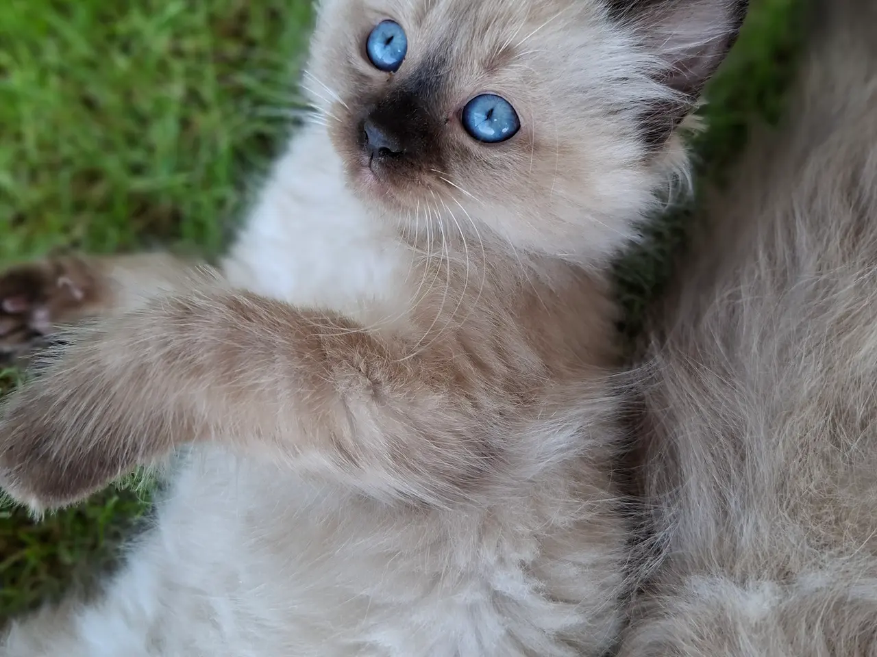 Billede 8 - Skønne Ragdoll killinger 🐾🤎