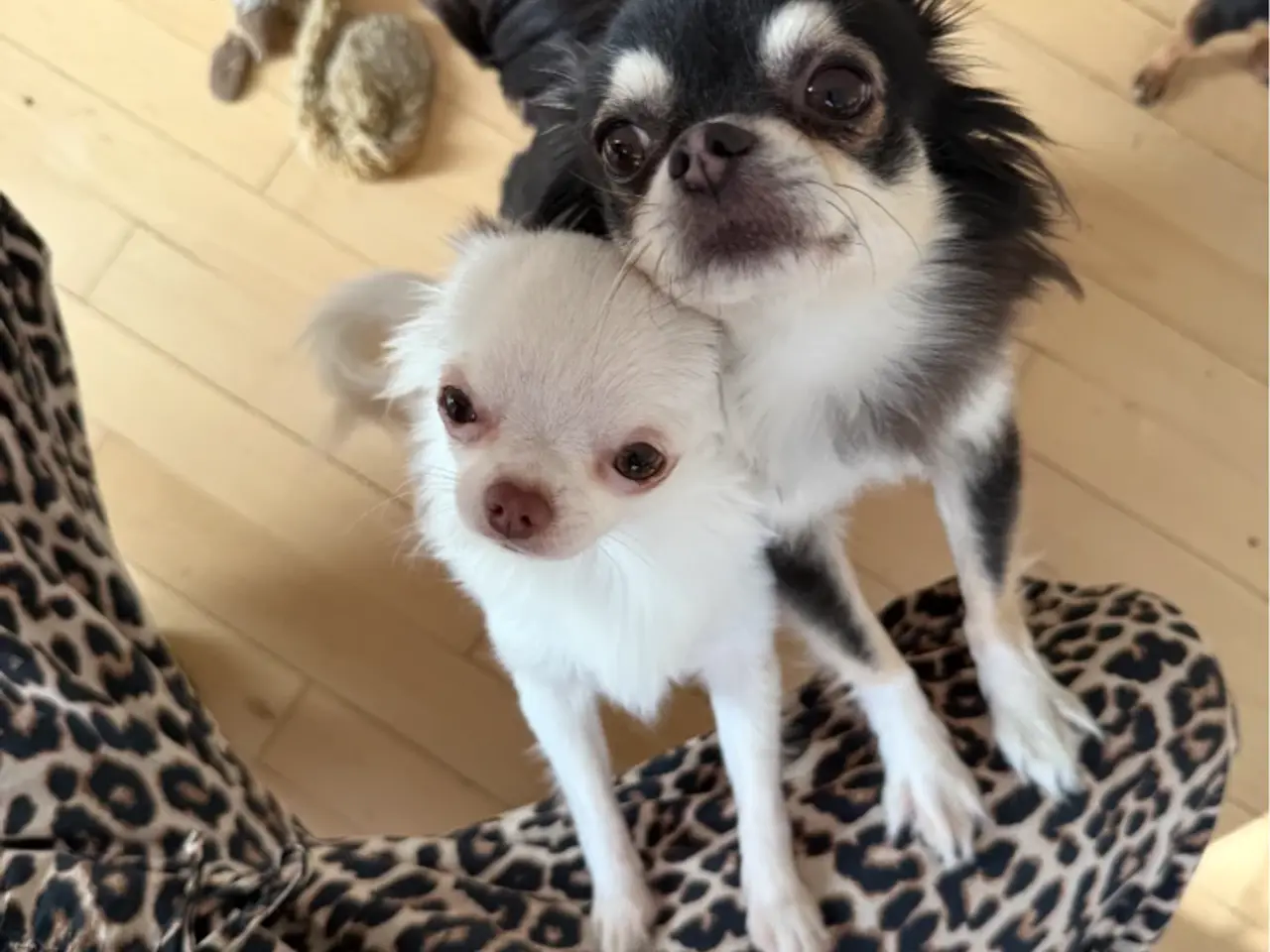 Billede 3 - Langhåret chihuahua pige