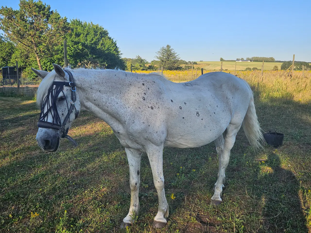 Billede 2 - Projektpony sælges 🐴 