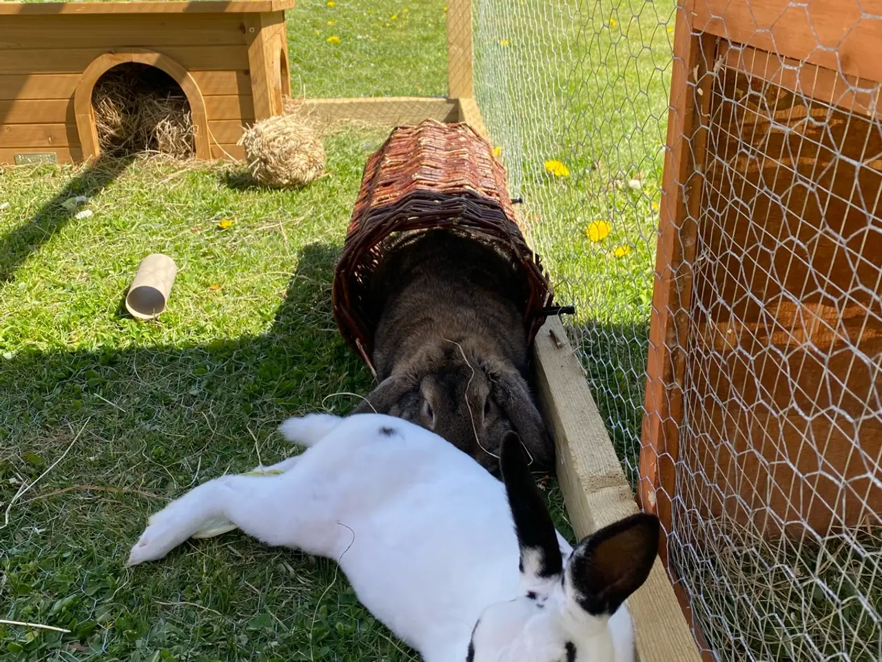Billede 3 - Mini Rex 