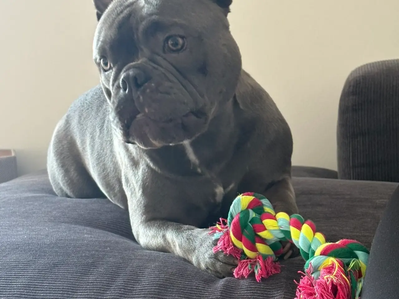 Billede 4 - American bully grå/blå
