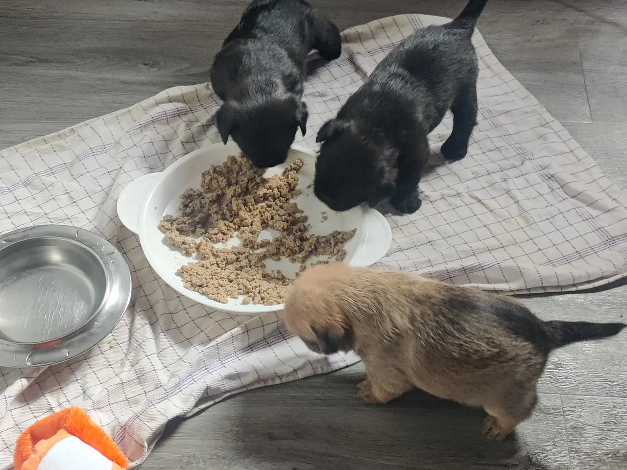 Billede 2 - Bedårende Mops/Yorkie/schnauzer mix