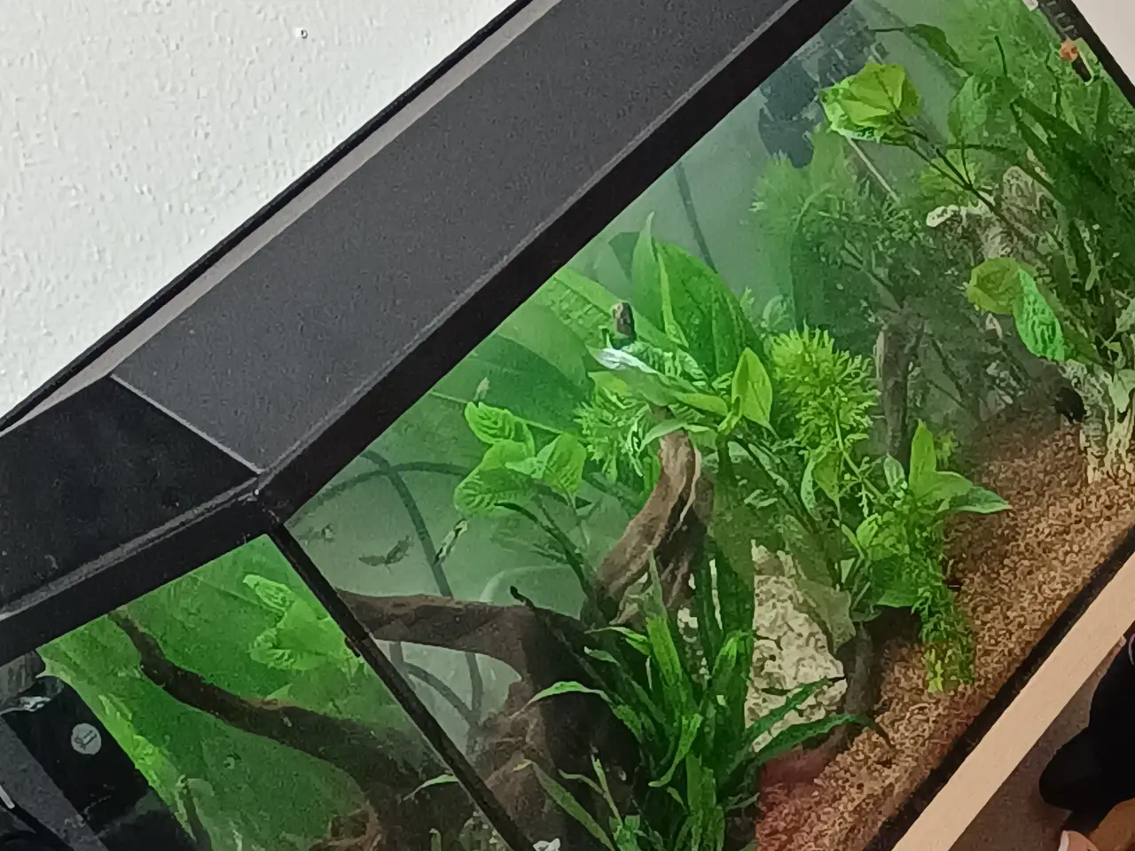 Billede 2 - 54L akvarie sælges