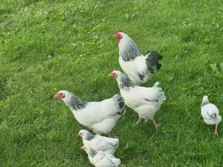 Hvid sussex
