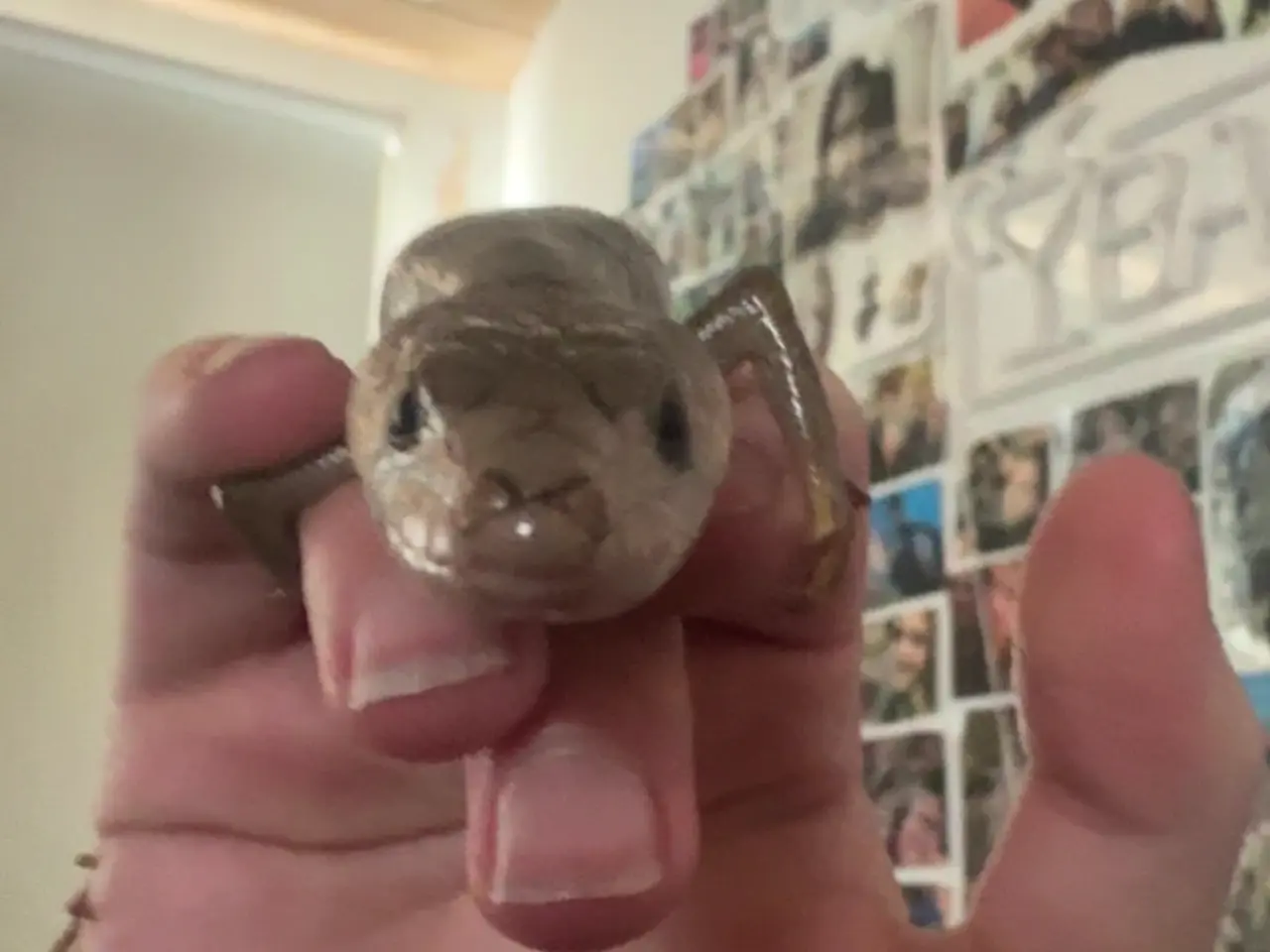 Billede 7 - Snegle skink