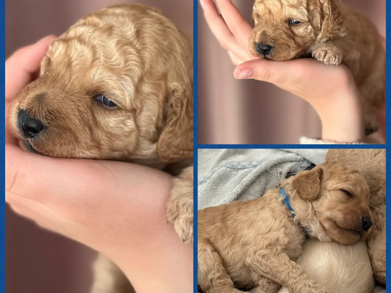 Billede 4 - Lækre Doodlehvalpe sælges 2 stk tilbage🐾🐾