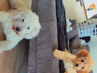 Cavapoo FB1