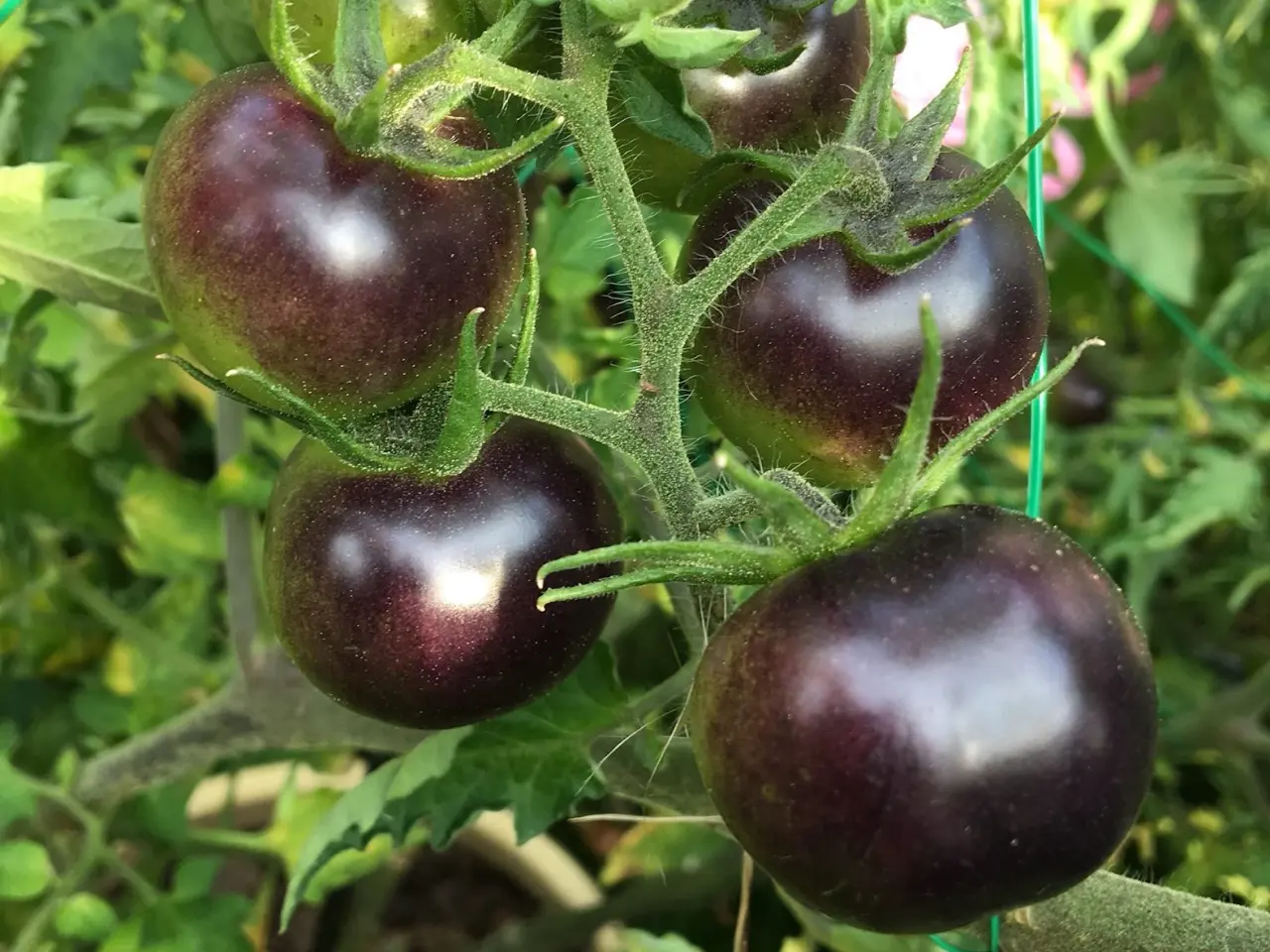 Billede 15 - Sunde frø af STORE tomater 🍅
