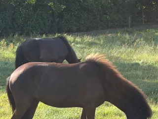 Lille 3 års islænder hoppe