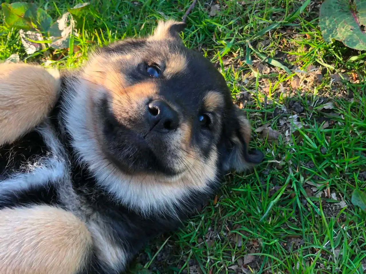 Billede 4 - ROTTWEILER/ALASKAN MALAMUT piger søger nye familie