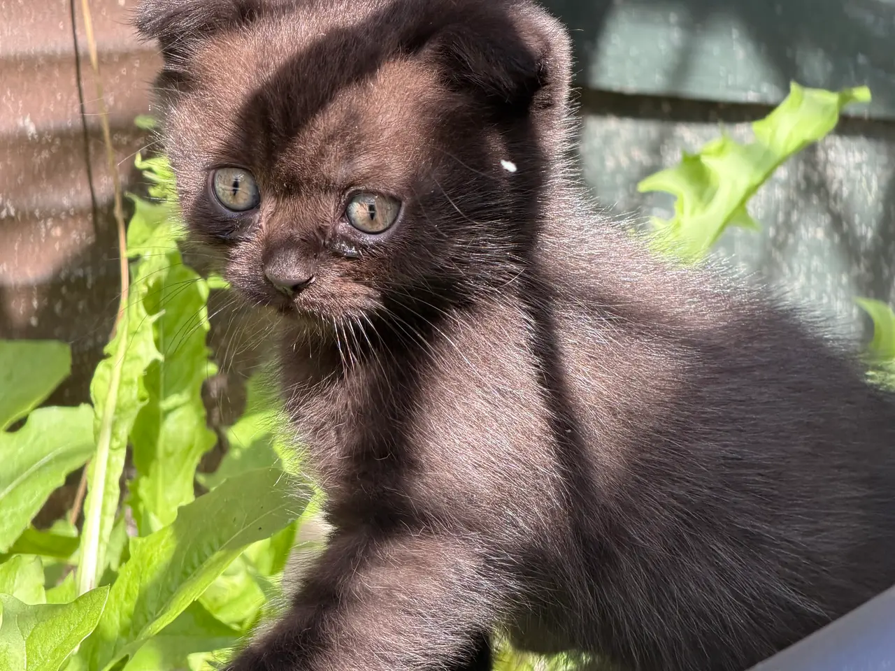 Billede 6 - Skønne British shorthair/scottish fold killinger