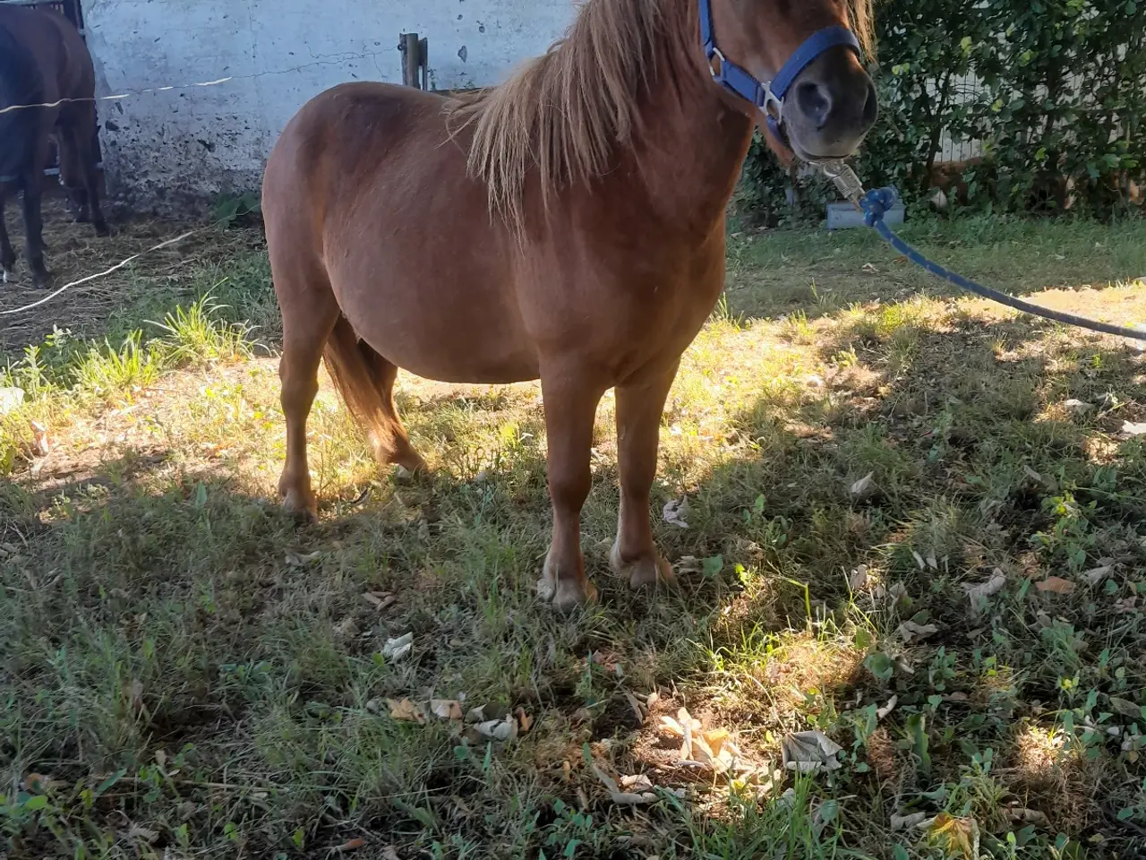 Billede 4 - Shetlænder vallak 3 år 90 cm I stg