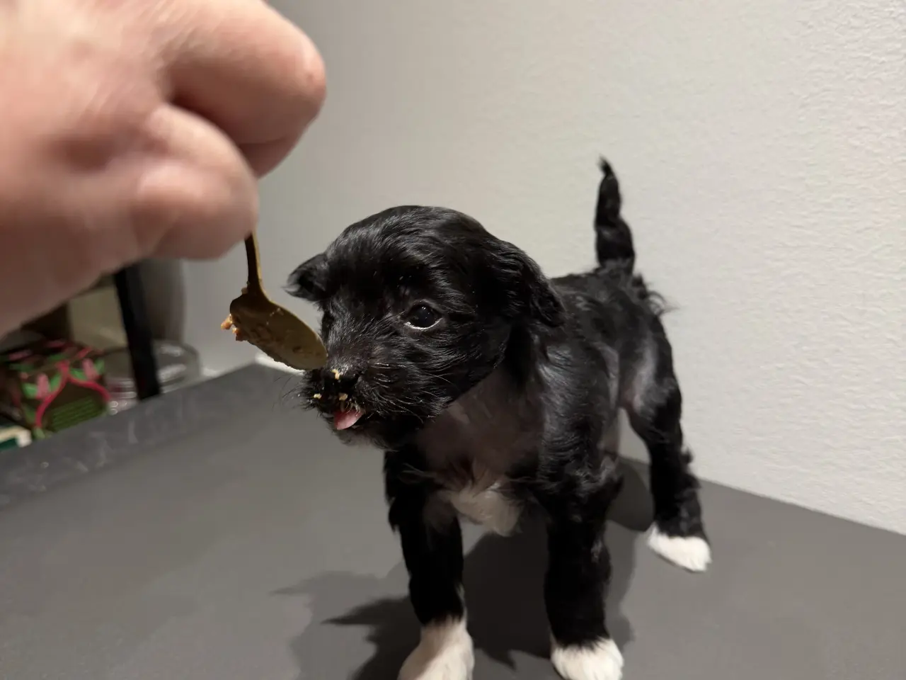 Billede 4 - Chinese crested/Kinesisk hårløs, allergivenlige