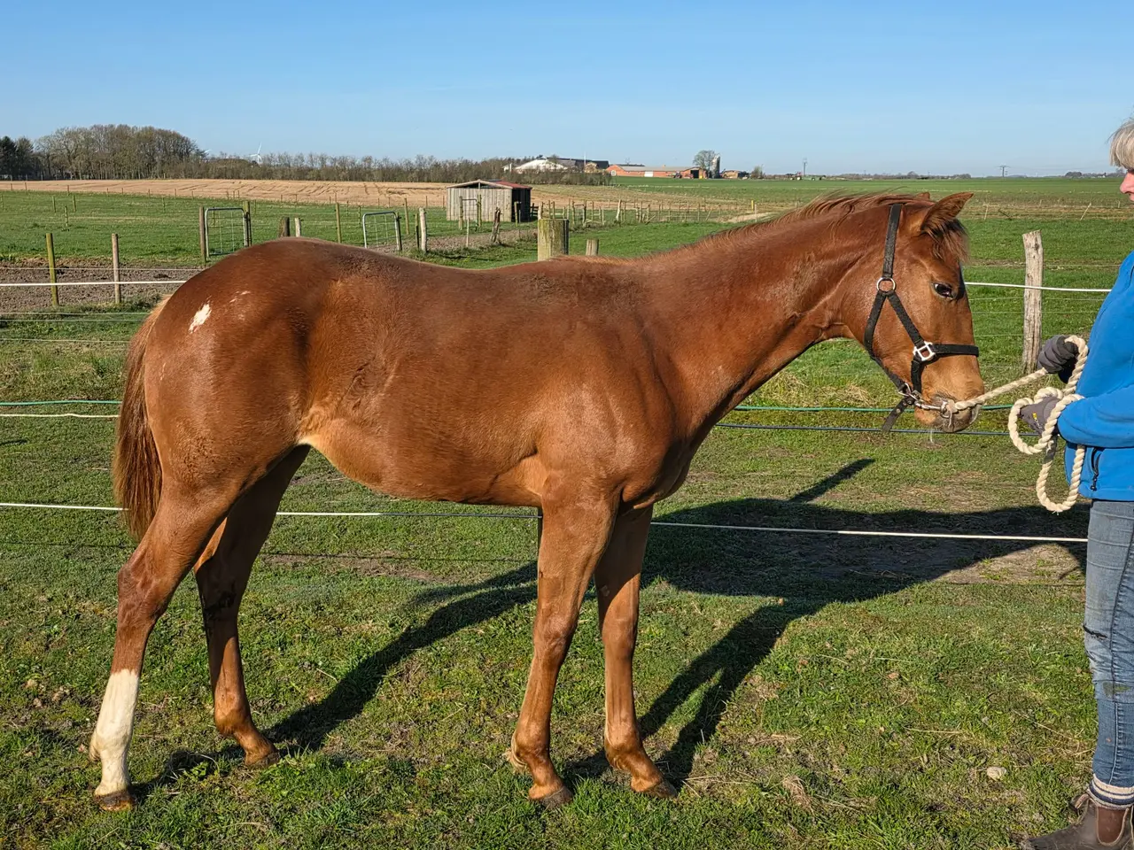 Billede 2 - 🌟 Smuk Appaloosa-hoppeplag