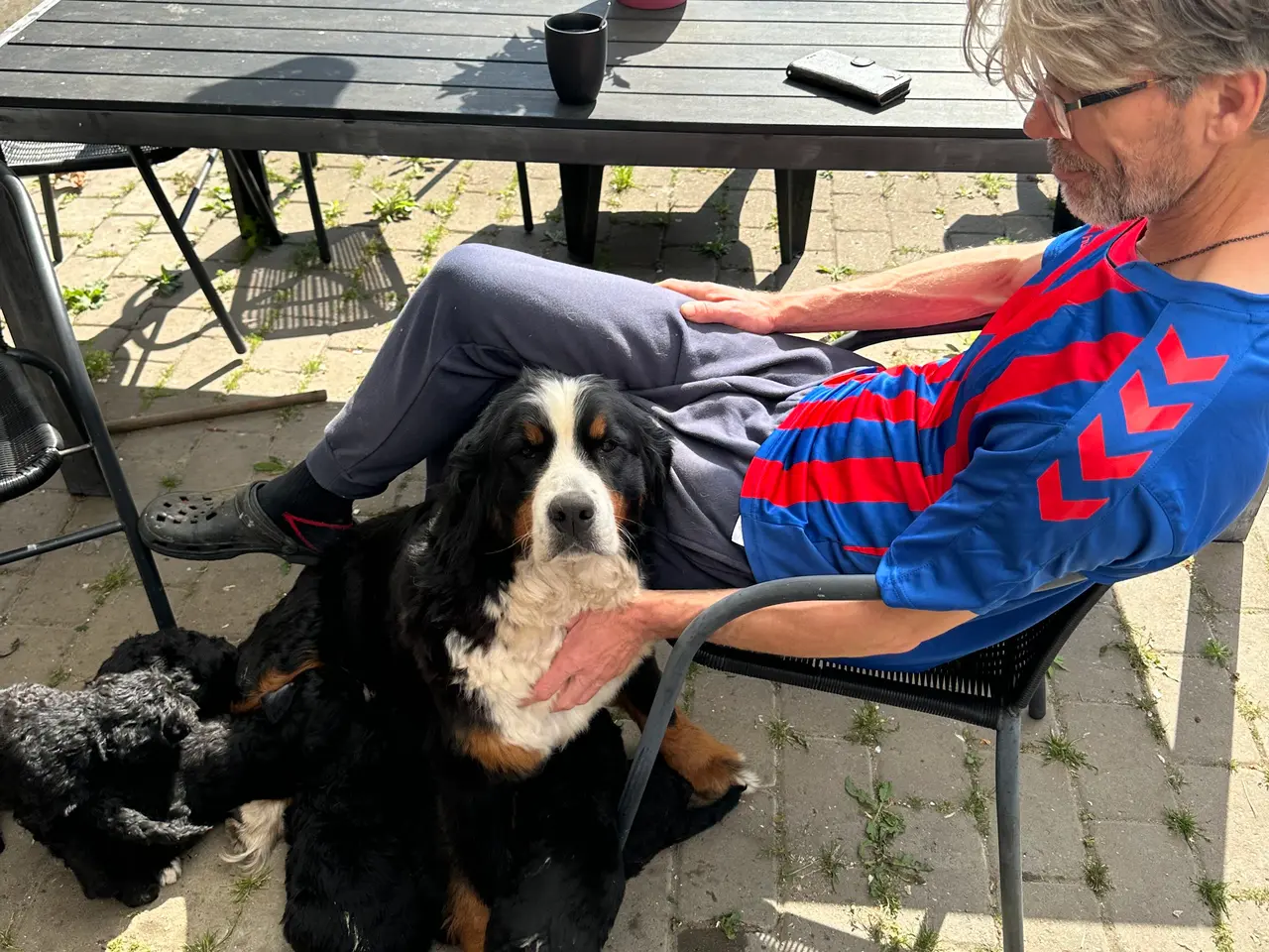 Billede 3 - Kærlige bernedoodle hvalpe