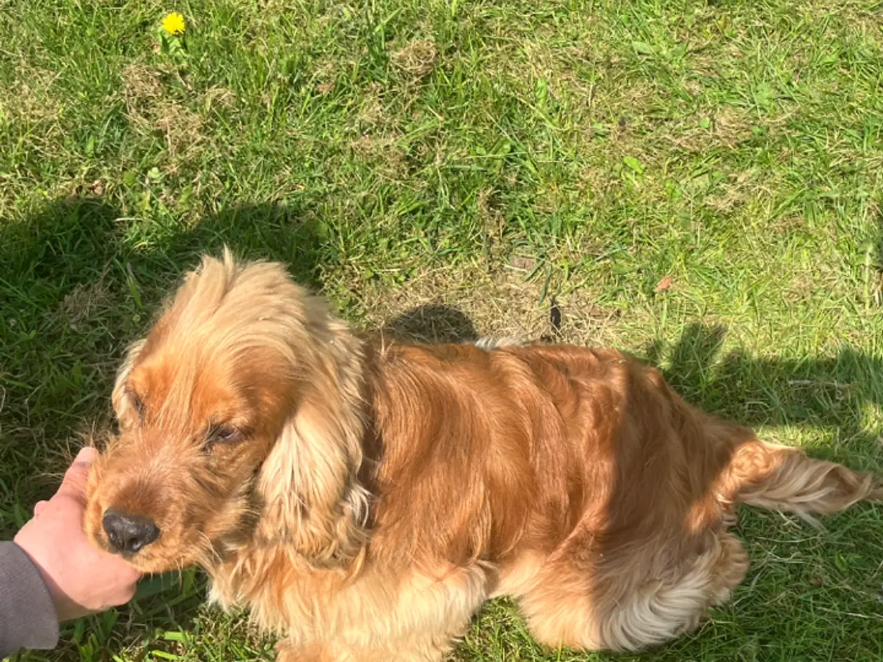 Billede 2 - Ægte Cocker Spaniel