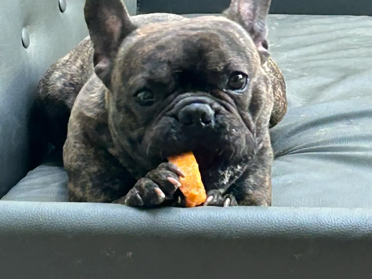 Billede 5 - Skøn fransk bulldog han