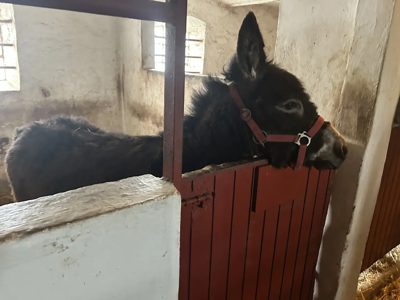 Billede 3 - Æsel hingst fra sep 24