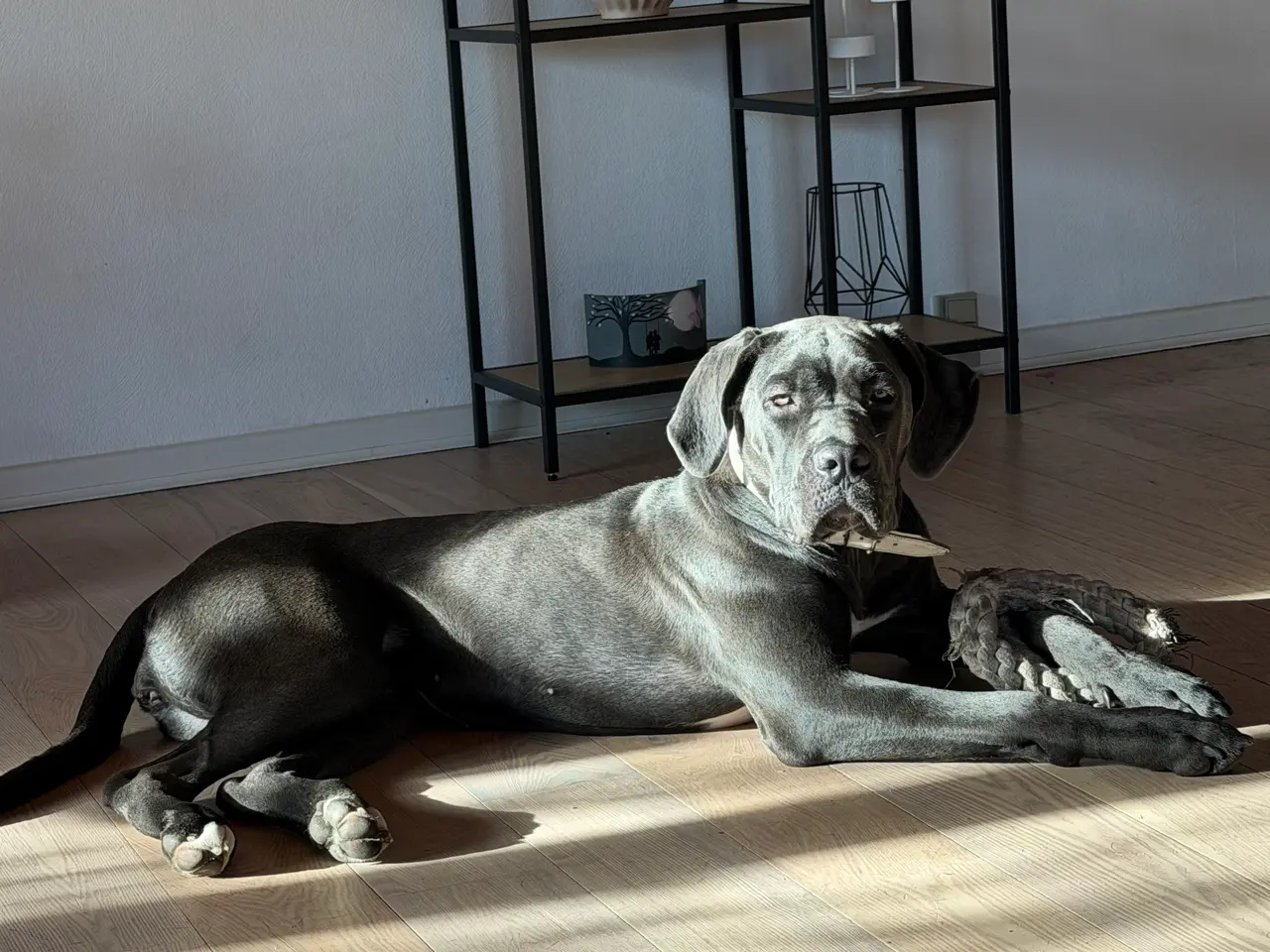 Billede 6 - Cane corso