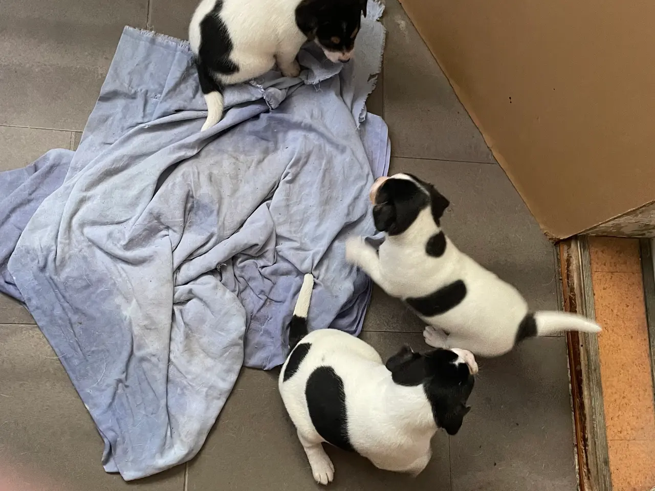 Billede 4 - Dansk-svenske gårdhundehvalpe