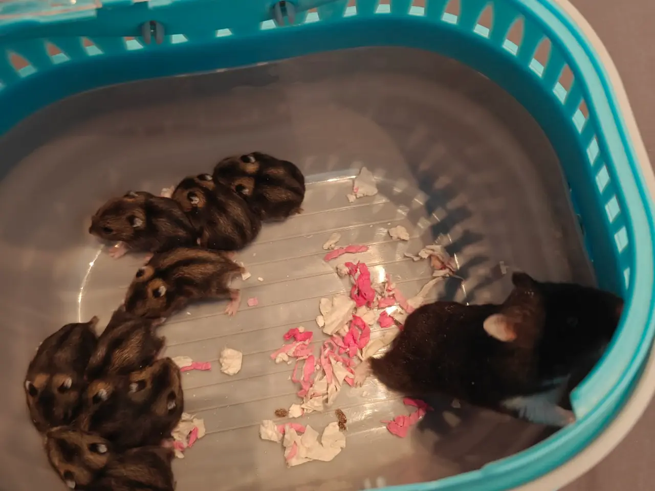 Billede 1 - Hamsterunger søger nyt hjem